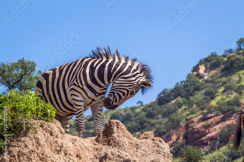Plains zebra in Kruger National park  South Africa
