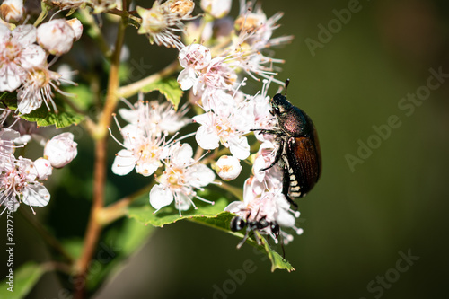 Japanese Beetle On Flower Up Close  © Mainely Photos