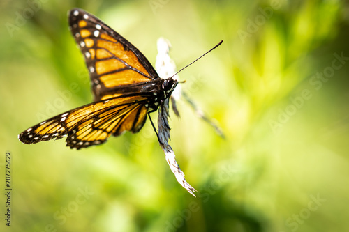 Orange Butterfly 