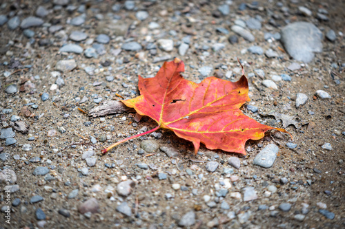 Orange Leaf Falling To Ground Fall Colors 