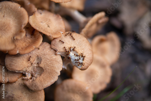 Ants eating mushroom
