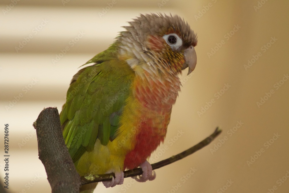 green cheek conure fluffed up feathers on a branch