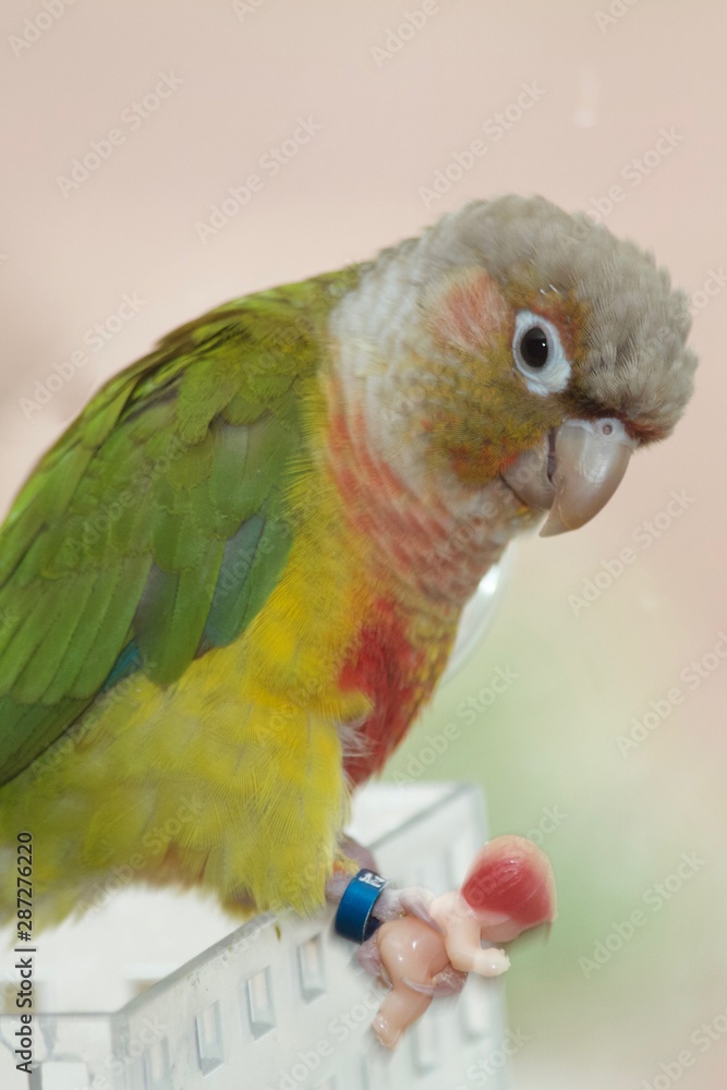 Obraz premium parrot on branch holding plastic baby