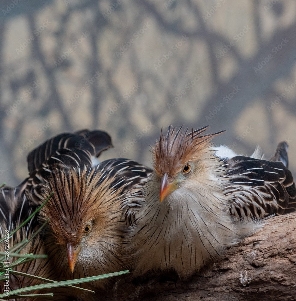 Fototapeta premium Orange, White, and Black Plumage on a Pair of Guira Cuckoos