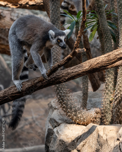 Fototapeta Naklejka Na Ścianę i Meble -  White, Black, and Grey Fur on a Ring Tail Lemur in a Tree
