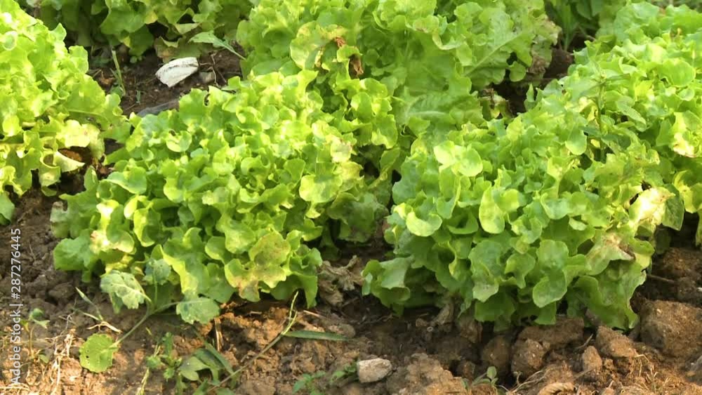 A hand held, close up shot of fresh, green lettuce ready to be picked up and cooked. A hand held, close up shot of fresh, green lettuce ready to be picked up and cooked.