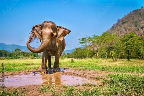 A cute female Asian elephant sprays herself with mud, in Chiang Mai, Thailand. © Cheryl Ramalho