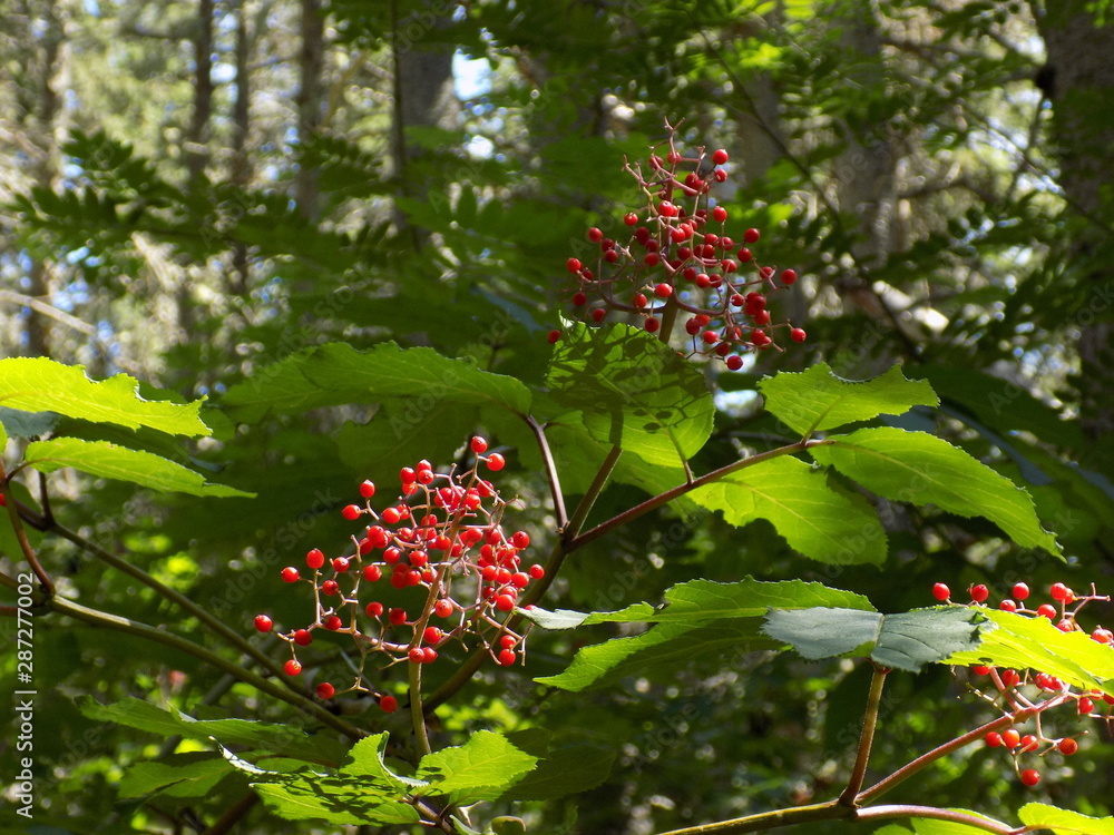 Obraz premium red berry against green background