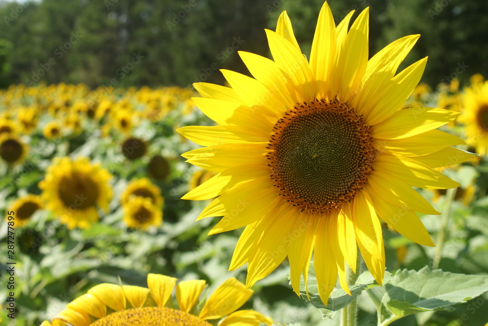 Fototapeta premium Sunflower field in Nayoro, Hokkaido, Japan