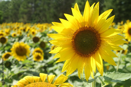 Sunflower field in Nayoro, Hokkaido, Japan photo