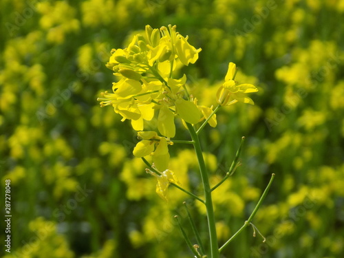 yellow flower 1 