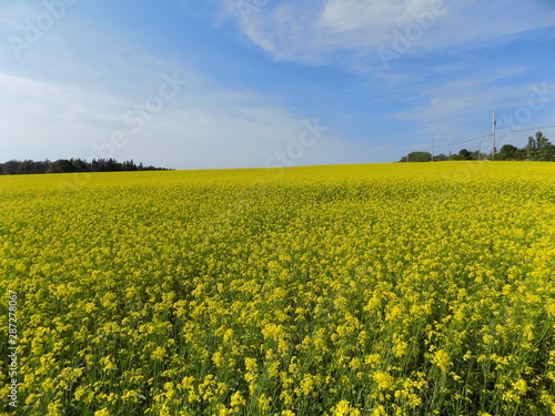 field of yellow flowers with blue horizon