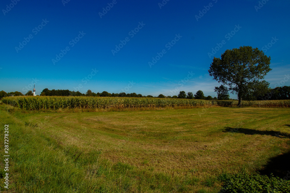 tree in the field with grass and blue sky