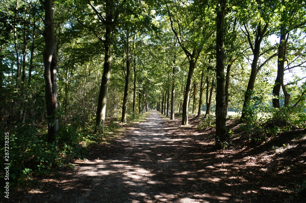 Obraz premium path in the forest