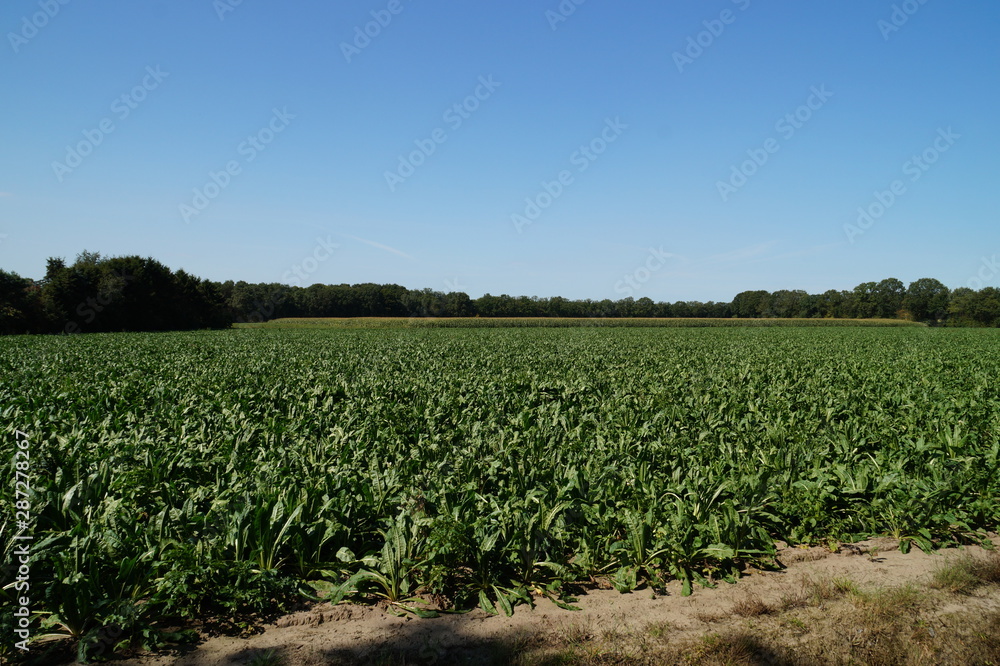 field of corn field of corn