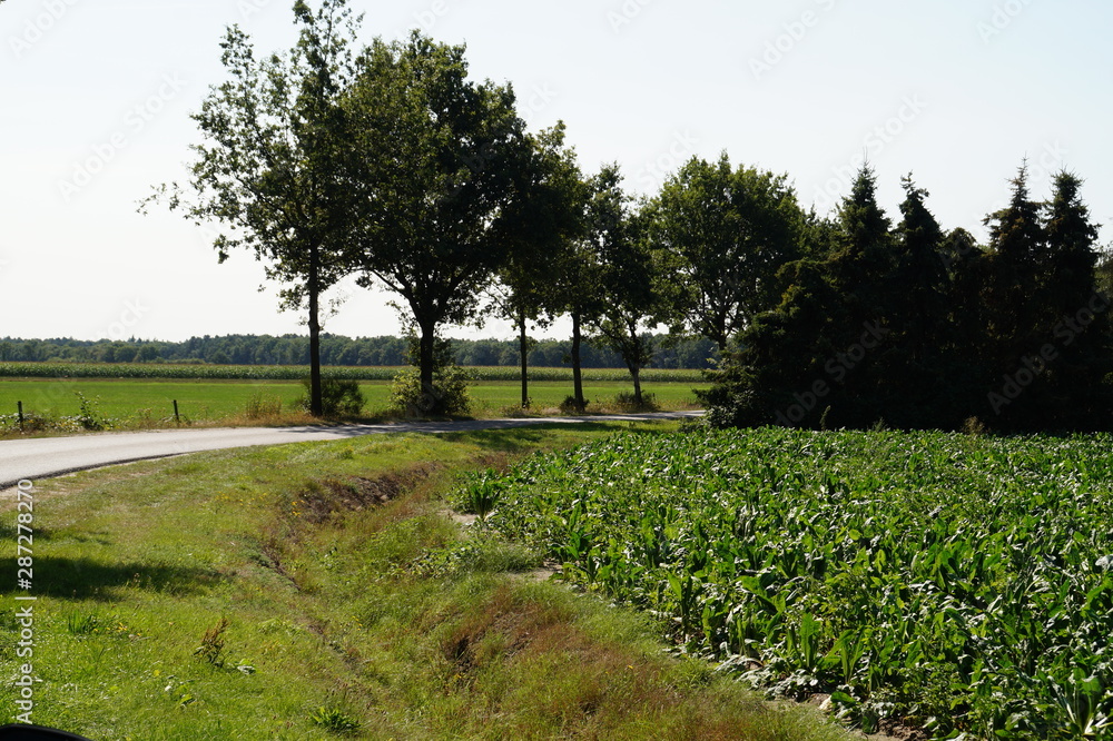 rural road with green fields and trees
