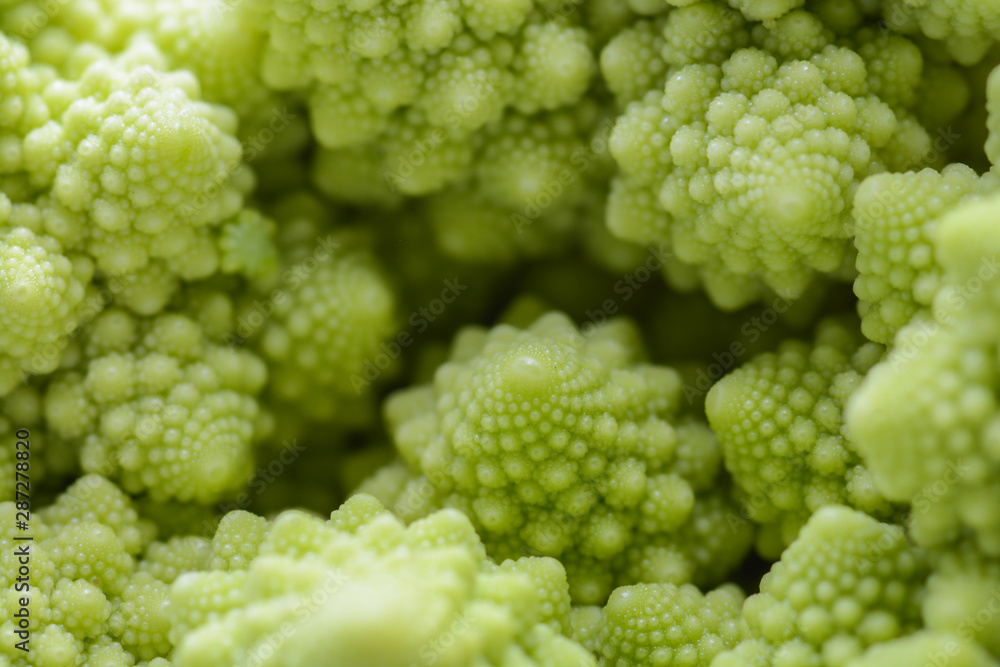 Roman cauliflower isolated on white background, it is an edible flower bud of the species Brassica oleracea. First documented in Italy, it is chartreuse in color. Roman cauliflower isolated on white background, it is an edible flower bud of the species Brassica oleracea. First documented in Italy, it is chartreuse in color.