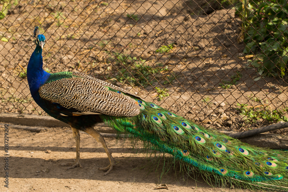 Indian peafowl or blue peafowl (Pavo cristatus), a large and brightly coloured bird. Peacock. Beautiful bird. Peahen. Indian peafowl or blue peafowl (Pavo cristatus), a large and brightly coloured bird. Peacock. Beautiful bird. Peahen.