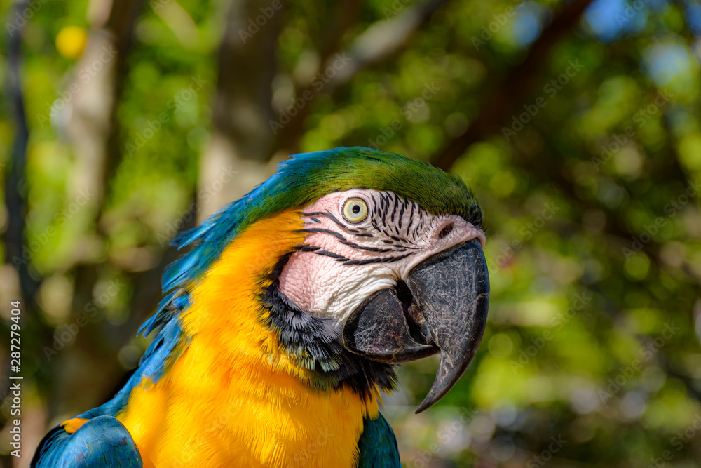 Obraz premium Macaw perched on a branch with vegetation of the Brazilian rainforest behind