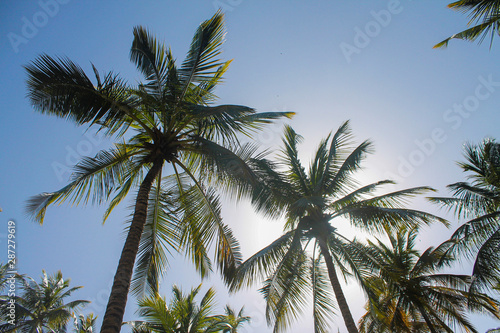 Several palm trees on the shores of the sea
