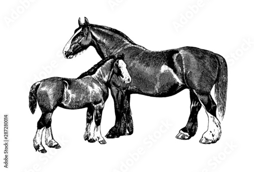 Vintage Horse Pair Illustration Etching Vector
