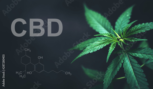 Marijuana leaves with cbd thc chemical structure photo