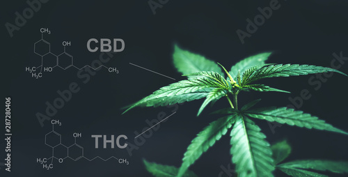 Marijuana leaves with cbd thc chemical structure photo