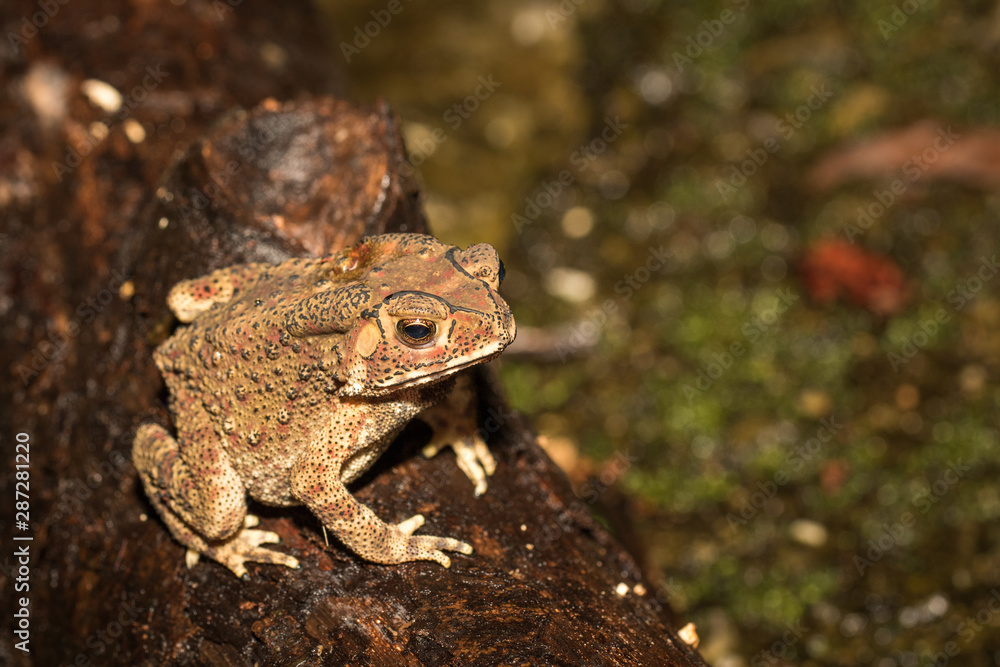 Obraz premium Toad on ground.