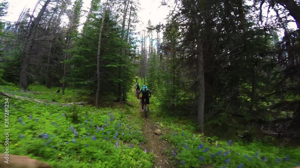 Group Of Cyclists Riding A Trail In The Forest Alongside Wild Flowers Group Of Cyclists Riding A Trail In The Forest Alongside Wild Flowers