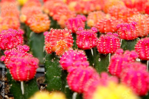 beautiful cactus in flower shop