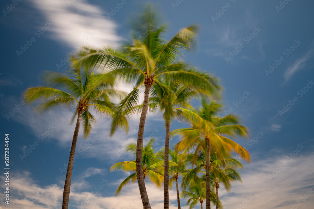 Palm trees swaying in the wind. Long exposure shot to show motion blur