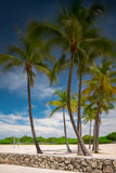 Long exposure shot of Miami Beach palm trees on Ocean Drive