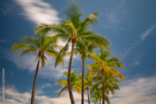 Palm trees swaying in the wind. Long exposure shot to show motion blur © Felix Mizioznikov