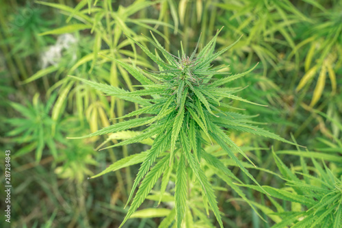 Marijuana plants - cannabis farm field