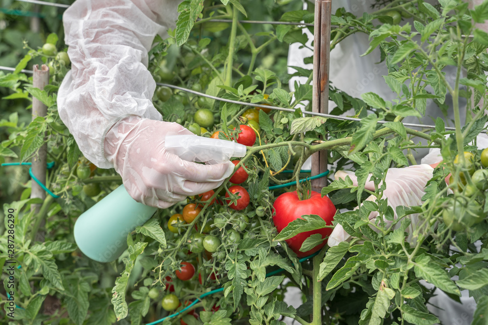 Fototapeta premium GMO scientist genetically modifying tomato with spray