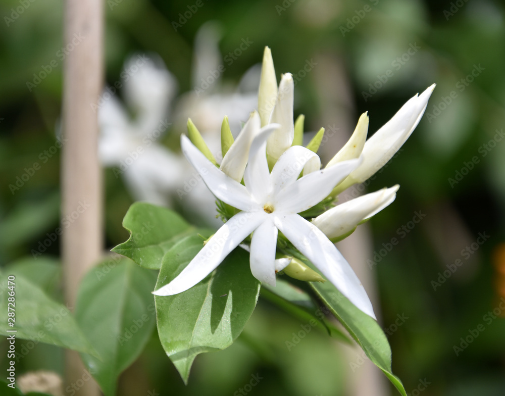 Beautiful White Colored Jasmine Flower Beautiful White Colored Jasmine Flower