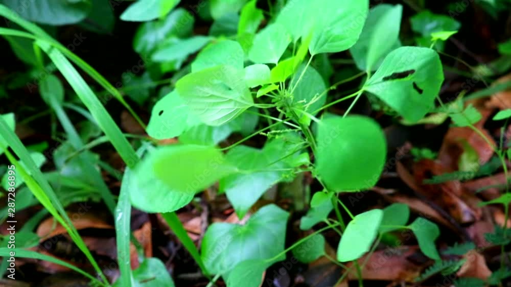 Indian acalypha or tree seeded mercury is herb of cat, eat roots to cure fever and maintain the digestive system Indian acalypha or tree seeded mercury is herb of cat, eat roots to cure fever and maintain the digestive system