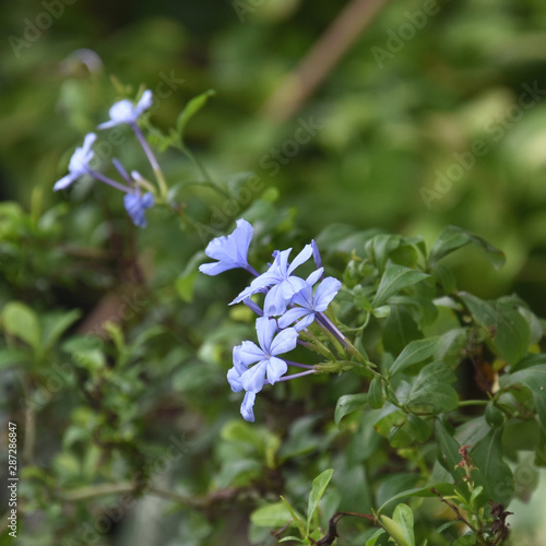 Blue Colored Flowers