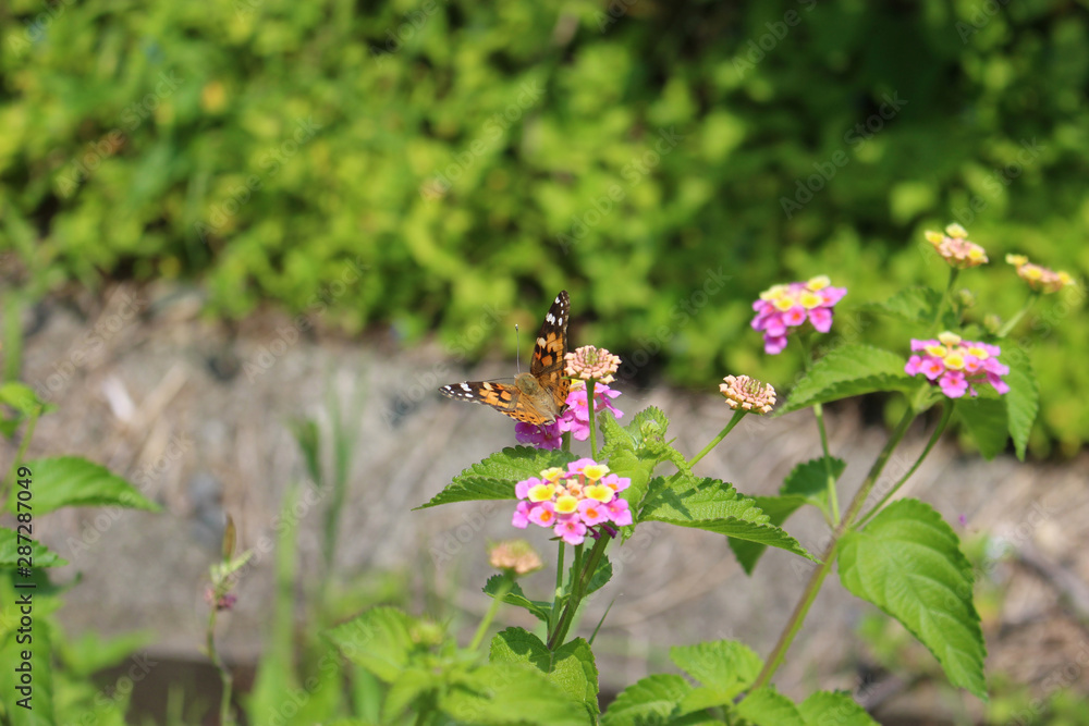ランタナの花の蜜を吸うヒメアカタテハ ランタナの花の蜜を吸うヒメアカタテハ