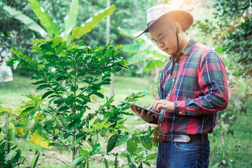 Young asian modern farmer using digital tablet in coffee field plantation. Modern technology application in agricultural growing activity concept