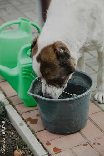 Central Asian Shepherd Dog drinks water from bucket