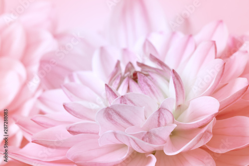 delicate floral background. pink chrysanthemum macro. background with pink flowers.