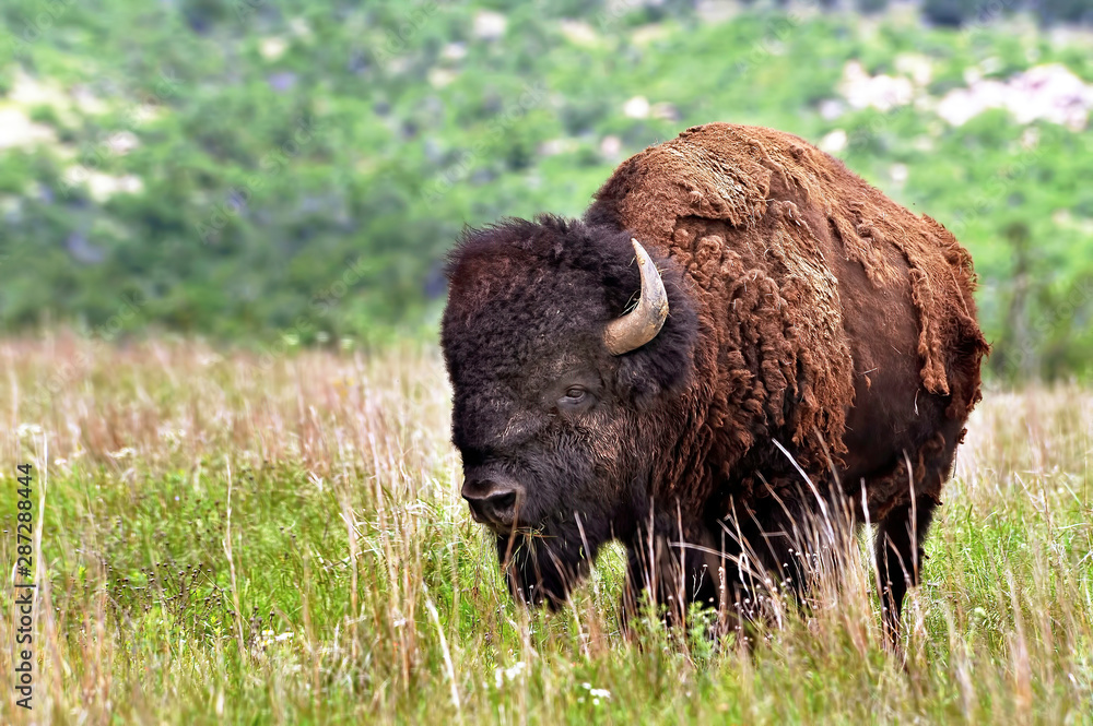 Wild West Buffalo. Wild West Buffalo.