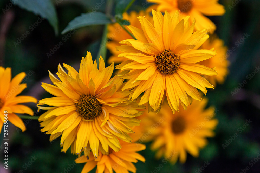 Close-up beautiful fresh flower Sunflower Heliopsis on a background of green grass grows in a home garden, top view Close-up beautiful fresh flower Sunflower Heliopsis on a background of green grass grows in a home garden, top view