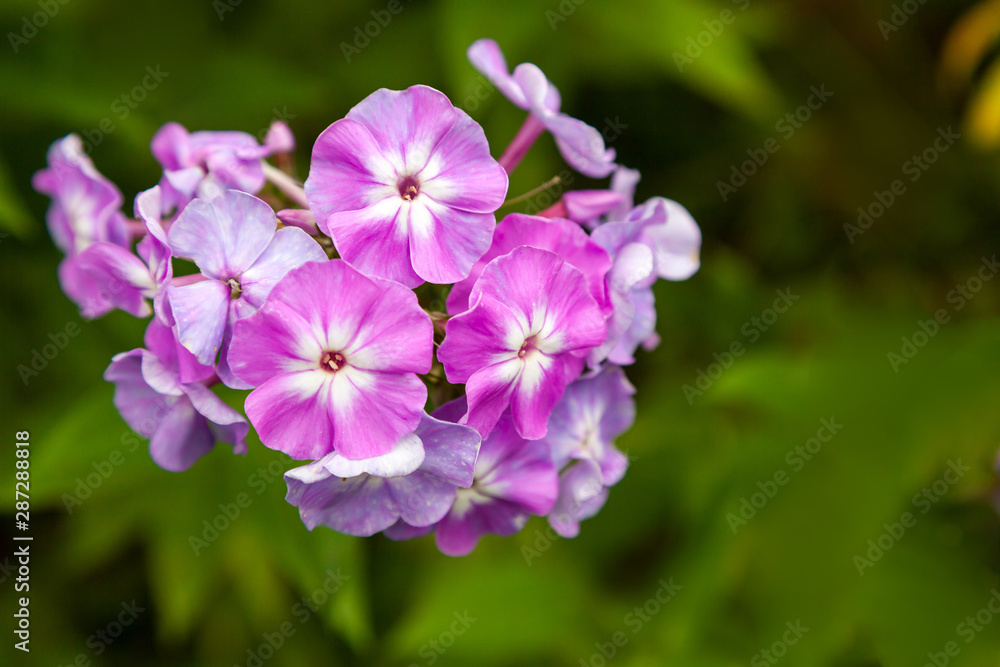 Close-up beautiful fresh pink royal phlox flower on a background of green grass grows in a home garden, top view