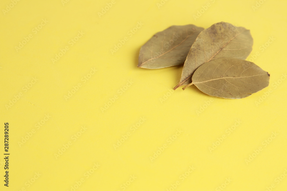 bay leaves in colorful background bay leaves in colorful background