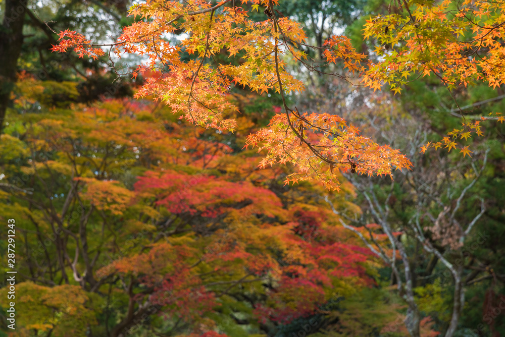 autumn forest landscape with maple leaves background autumn forest landscape with maple leaves background