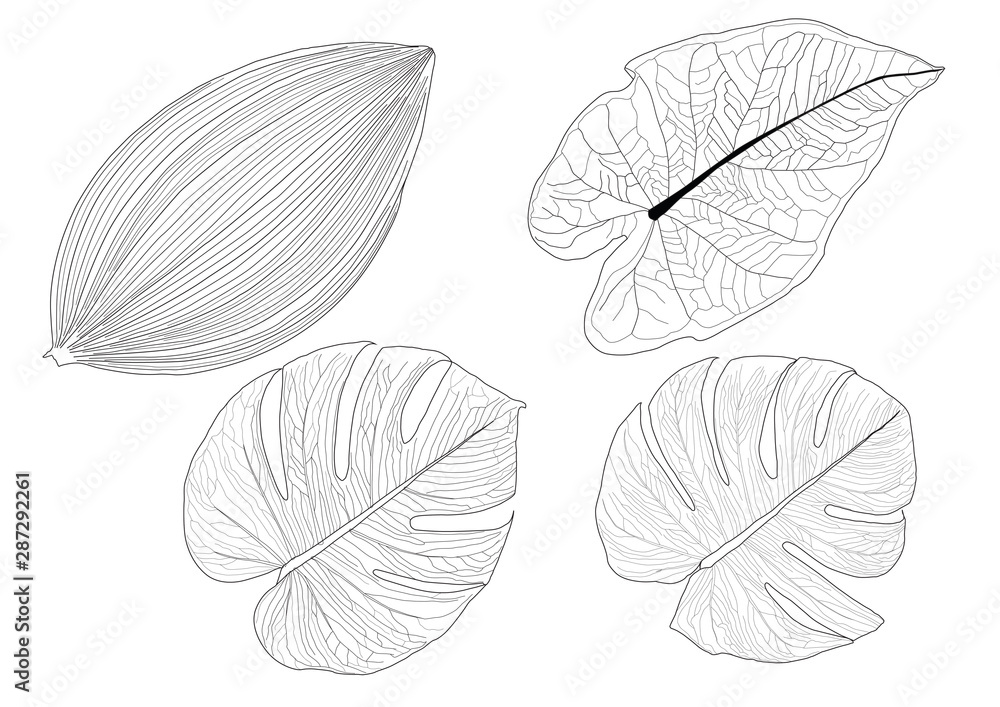 Leaves line single leaf and leaf pattern black Bring to color decorate on white background illustration Leaves line single leaf and leaf pattern black Bring to color decorate on white background illustration