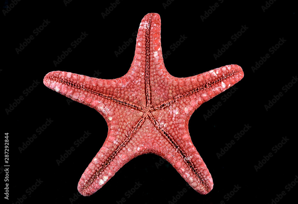 Close-up of the ventral part of a red sea star isolated on black background, showing details of the tissue Close-up of the ventral part of a red sea star isolated on black background, showing details of the tissue