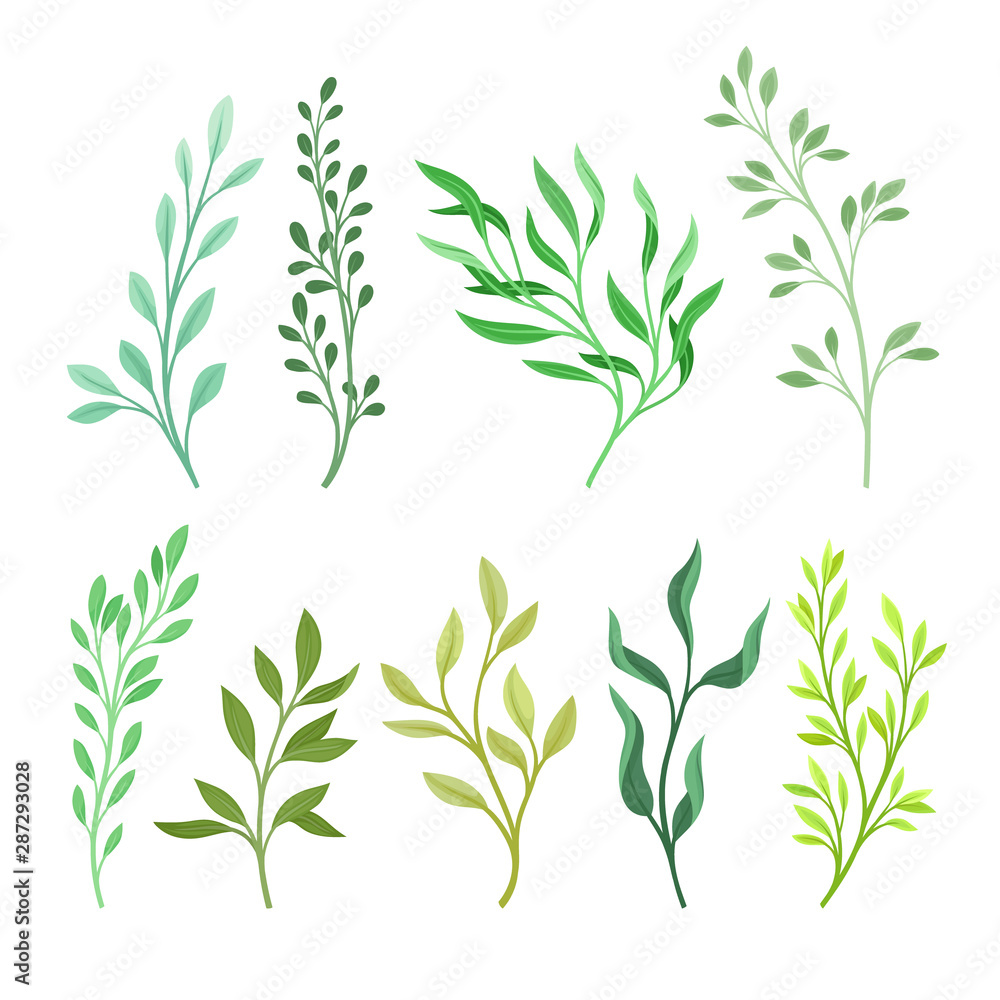 Set of branches with green leaves. Vector illustration on a white background. Set of branches with green leaves. Vector illustration on a white background.